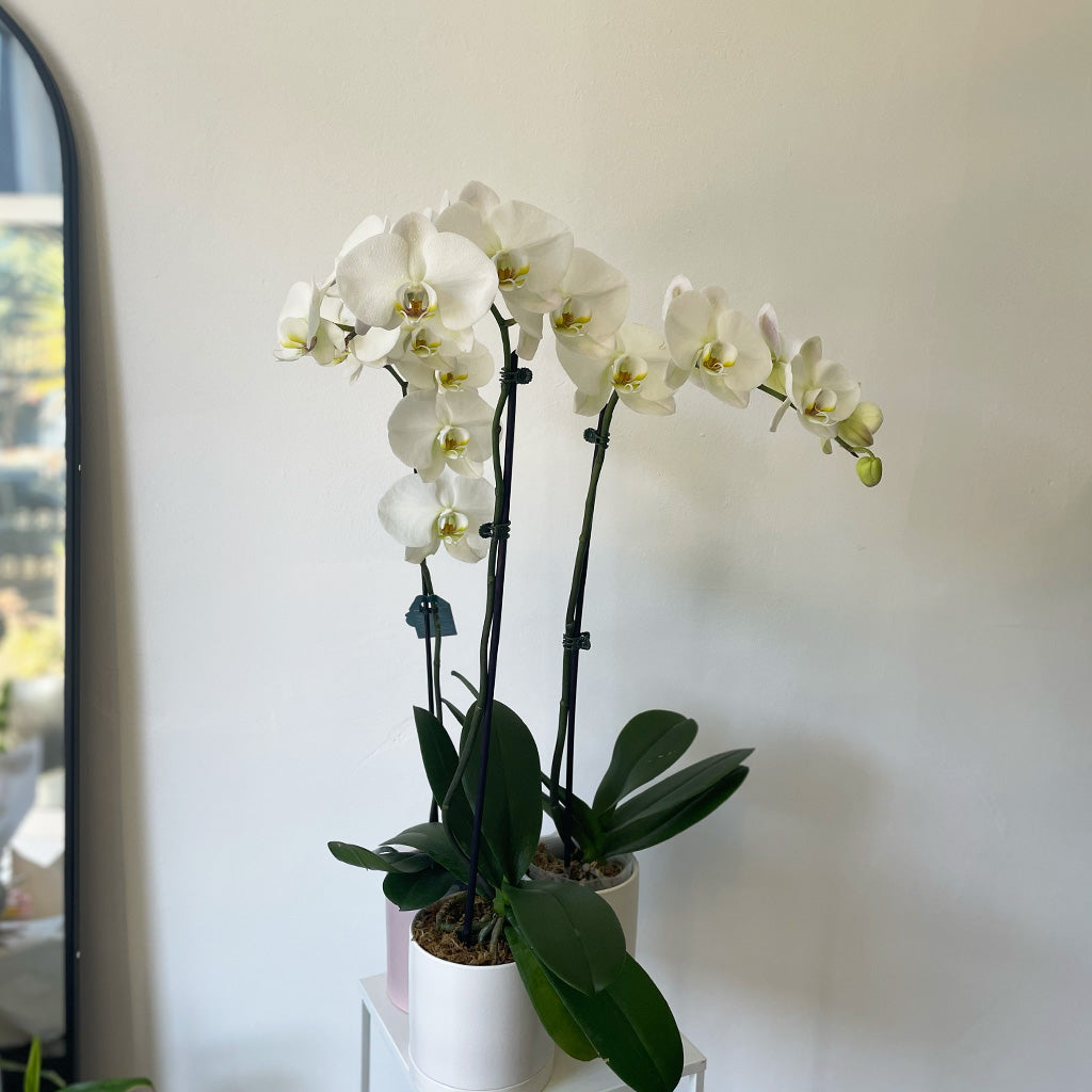 Phalaenopsis Orchid Potted | Single Stem - White