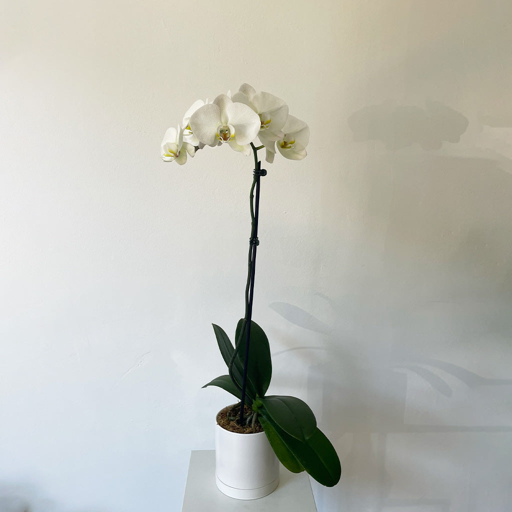 Phalaenopsis Orchid Potted | Single Stem - White